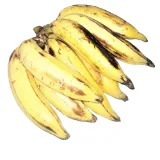 Banana Nendran , ஏத்தன்/நேந்திரம் வாழைப்பழம்